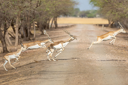 Velavadar-Blackbuck-National-Park